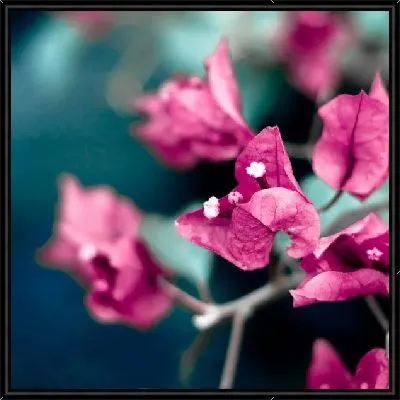 Картина Бордовые цветы (Maroon)