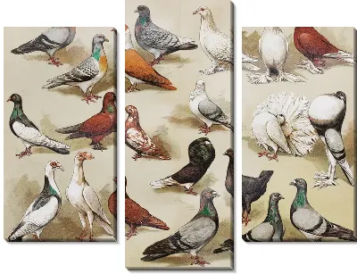 Модульная картина Голуби (Pigeons) №4
