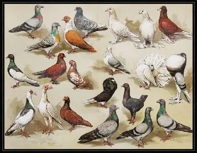 Голуби (Pigeons) №4