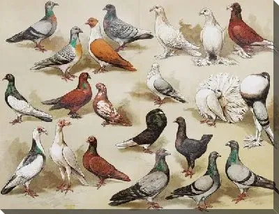 Голуби (Pigeons) №4