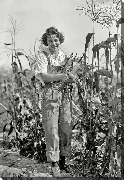 Постер Женщина в поле кукурузы (A woman in a field of corn)