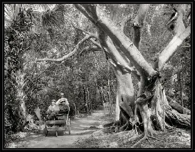 Картина В джунглях (In the jungle)