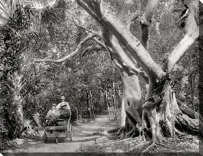 Постер В джунглях (In the jungle)