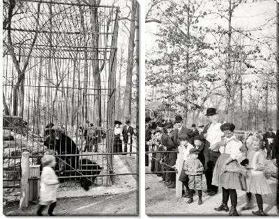 Модульная картина Медведи в зоопарке (Bears at the zoo)