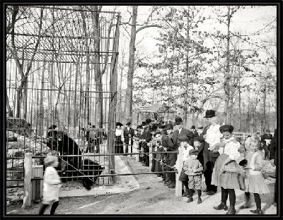 Картина Медведи в зоопарке (Bears at the zoo)
