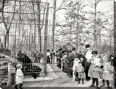 Постер Медведи в зоопарке (Bears at the zoo)