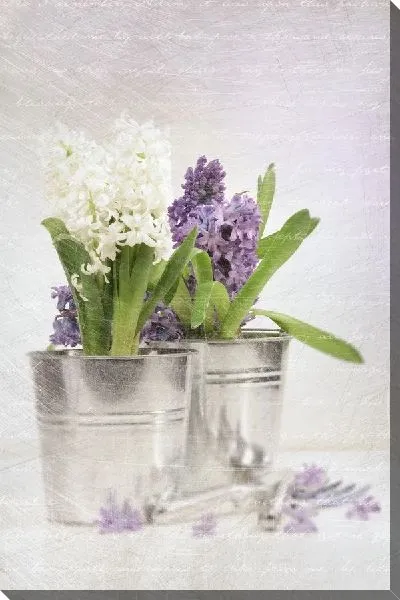 Постер Сирень (Lilac) №7