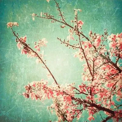 Плакат Дерево в цветах (Tree in bloom)