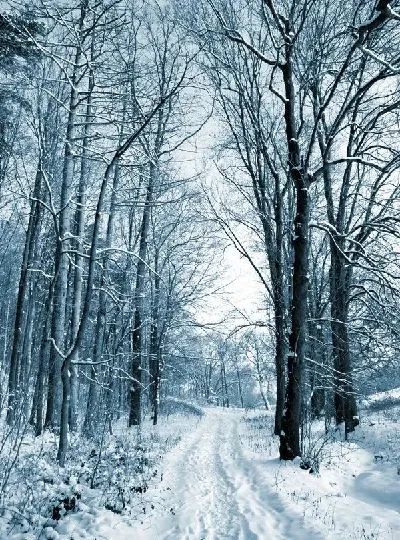 Плакат Лес (Forest) №51