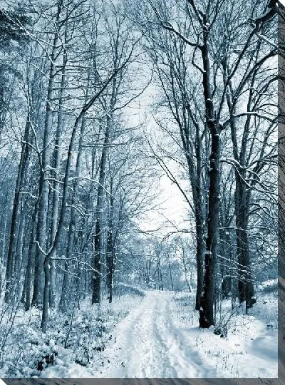 Постер Лес (Forest) №51