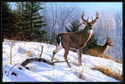 Олени в лесу