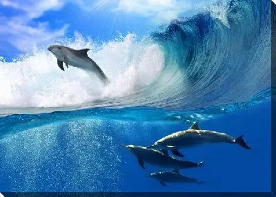 Дельфины в океане