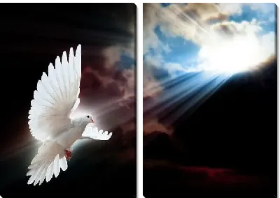 Модульная картина Белый голубь