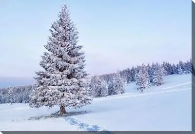 Постер Хвойный лес