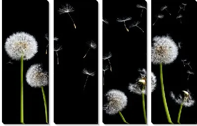 Модульная картина Одуванчики №3