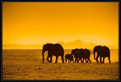 Слоны на фоне заката