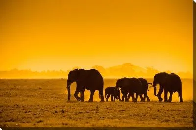 Слоны на фоне заката
