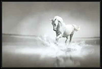 Картина Белый конь