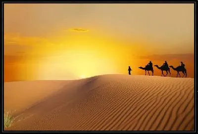 Верблюды в пустыне