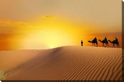 Верблюды в пустыне