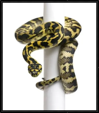 Картина Змея