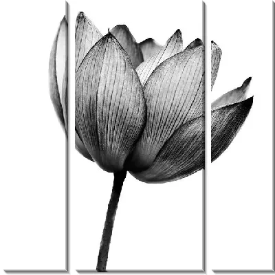 Модульная картина Тюльпан