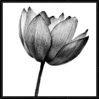 Картина Тюльпан