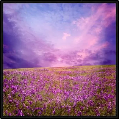 Картина Поле лаванды