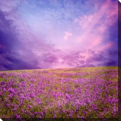 Постер Поле лаванды