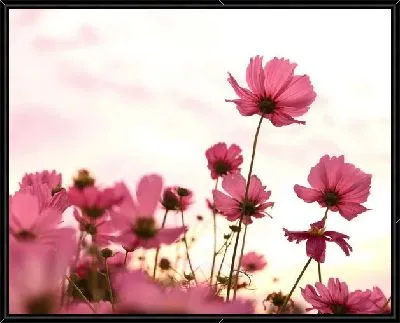 Розовые цветы