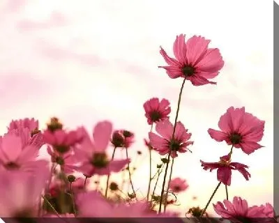 Розовые цветы