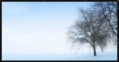 Картина Деревья на фоне неба