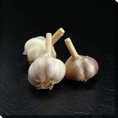 Постер Чеснок №5