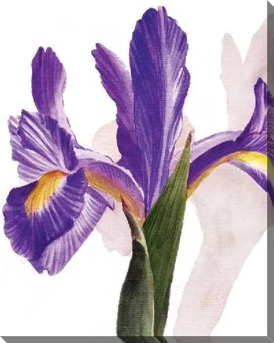 Постер Ирисы №3