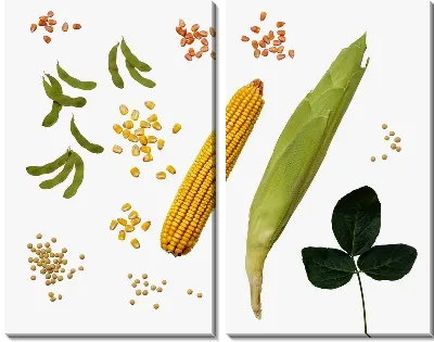 Модульная картина Кукуруза №5