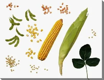 Кукуруза №5