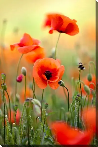 Постер Маки №6