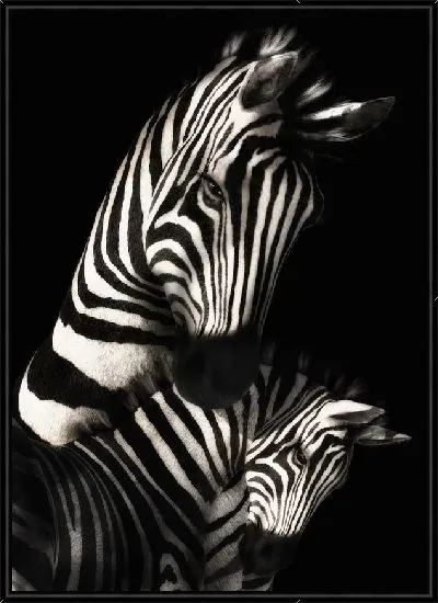 Картина Зебра №2