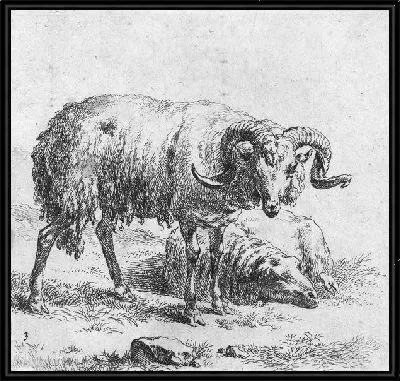 Баран и овца