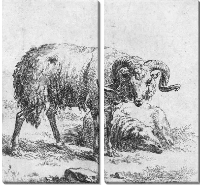 Баран и овца