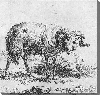 Баран и овца