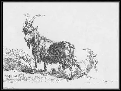 Козёл и коза