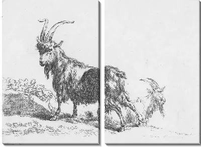 Козёл и коза