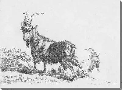 Козёл и коза