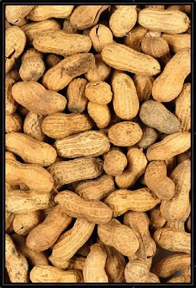 Картина Орехи №4