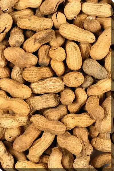 Постер Орехи №4