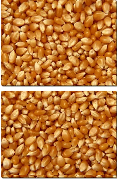 Модульная картина Кукуруза №7