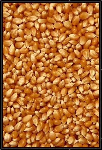 Картина Кукуруза №7