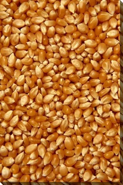 Постер Кукуруза №7