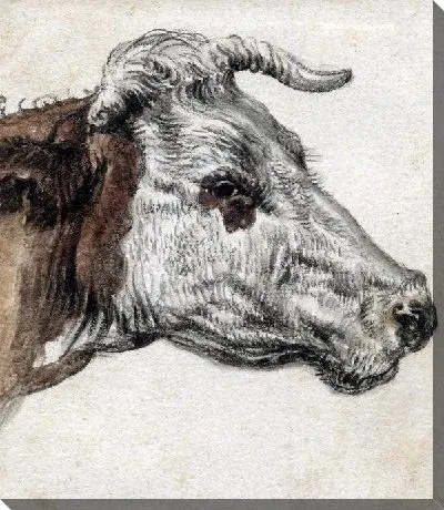 Голова коровы